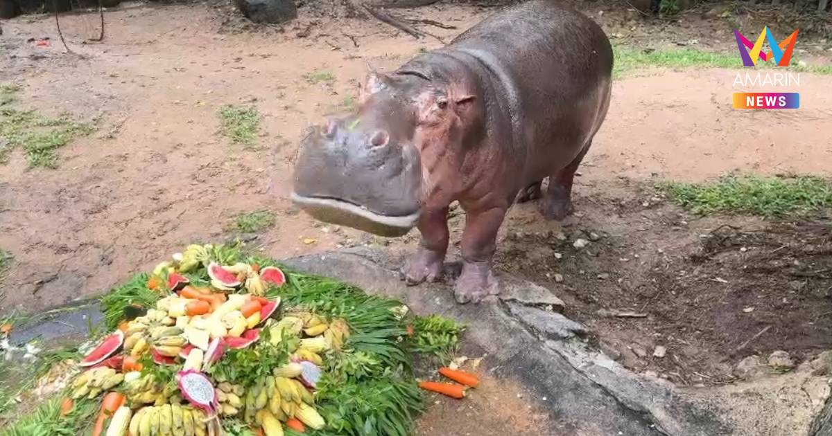 ฉลองวันเกิด“แม่มะลิ”ครบ 60 ปี ฮิปโปโปเตมัสอายุยืนที่สุดในไทย