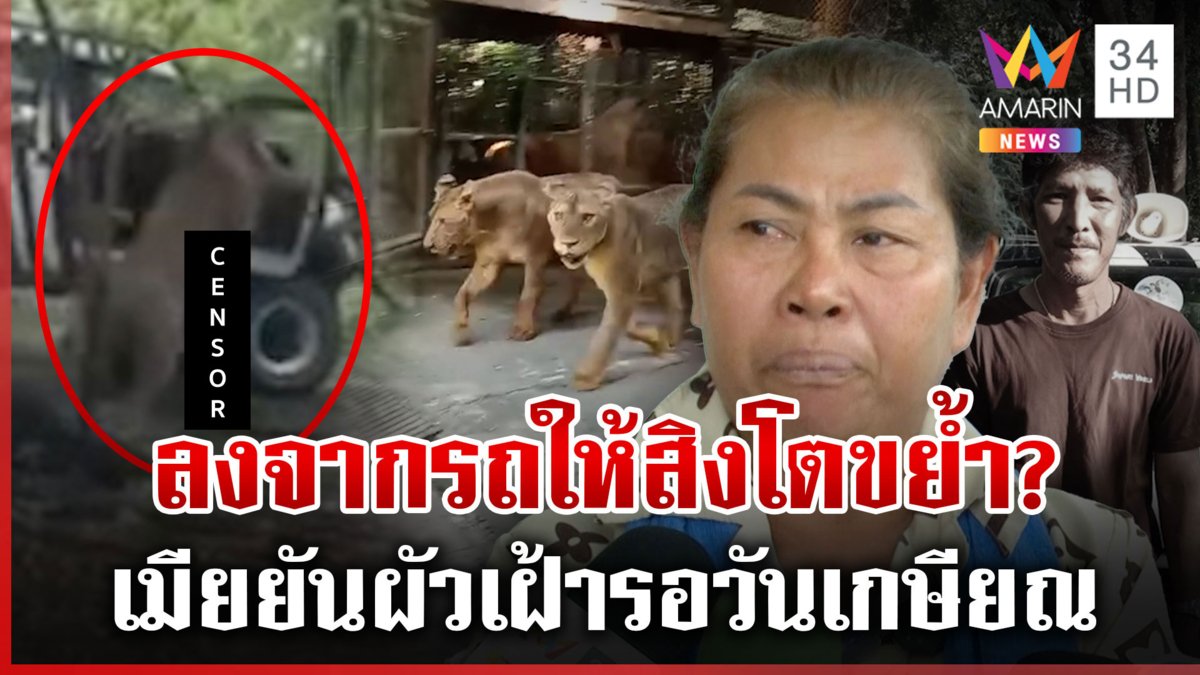 เมียช็อกผัวใกล้เกษียณ ถูกสิงโตรุมขย้ำตาย-ตร.เร่งไขปมลงจากรถ