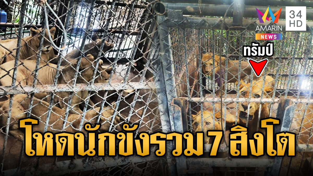 ขัง 7 สิงโตรอปรับพฤติกรรมโหด