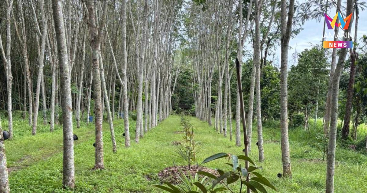 สวนยางรูปแบบใหม่! กยท.ปัตตานี ชูโมเดลผสมผสาน เกษตรกรอยู่ดีมีสุขยั่งยืน