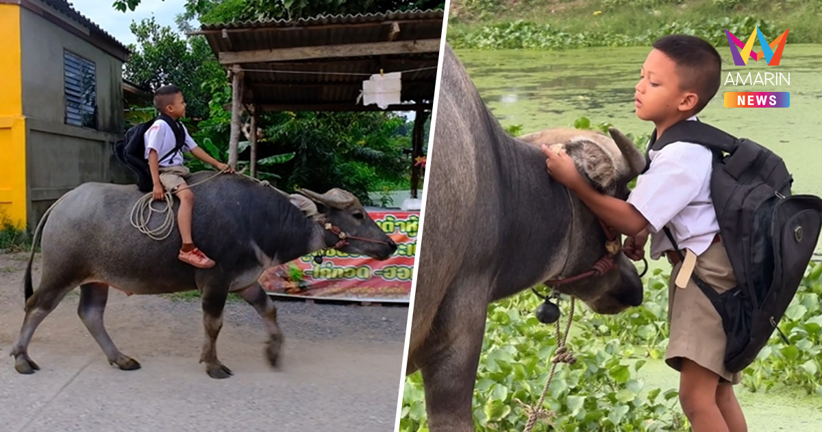 สุดน่ารัก! น้องฟลุ๊ค หนูน้อย 8 ขวบ ขี่ควายคู่ใจไปโรงเรียนเองทุกวัน