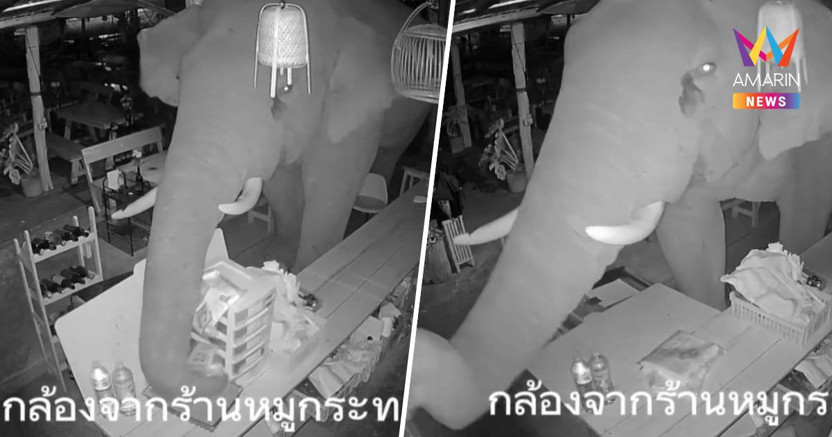 น้องหิว! ภาพวงจรปิด พลายเบี่ยงเล็ก บุกค้นหาของกินในร้านหมูกระทะ