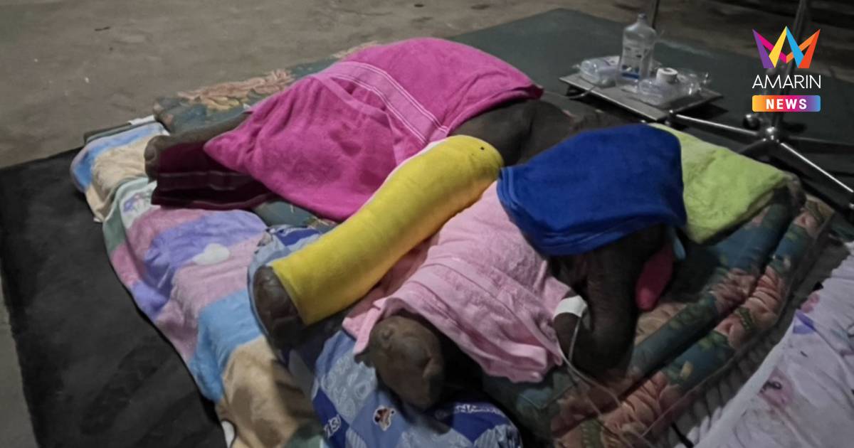 ระดมแพทย์ช่วย! ลูกช้างนิรนาม เพศผู้ อายุ 1 วัน ถูกแม่ช้างทำร้ายขาหัก
