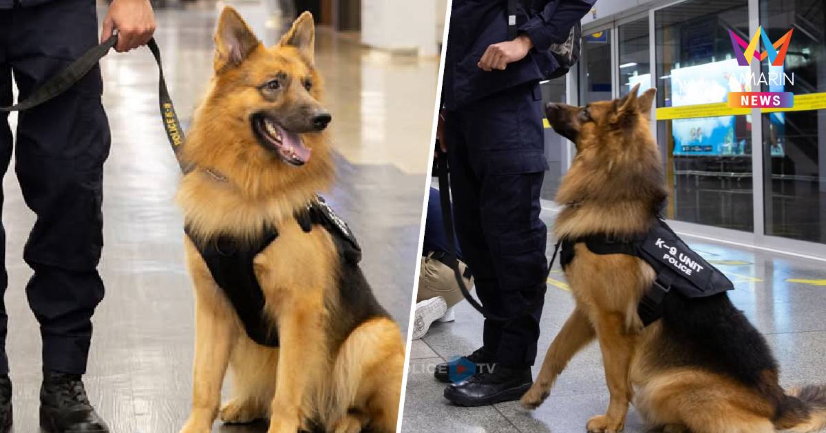 สุดเศร้า! ซาโบ้ สุนัขตำรวจ K9 ขวัญใจโซเชียล จากไปอย่างสงบ