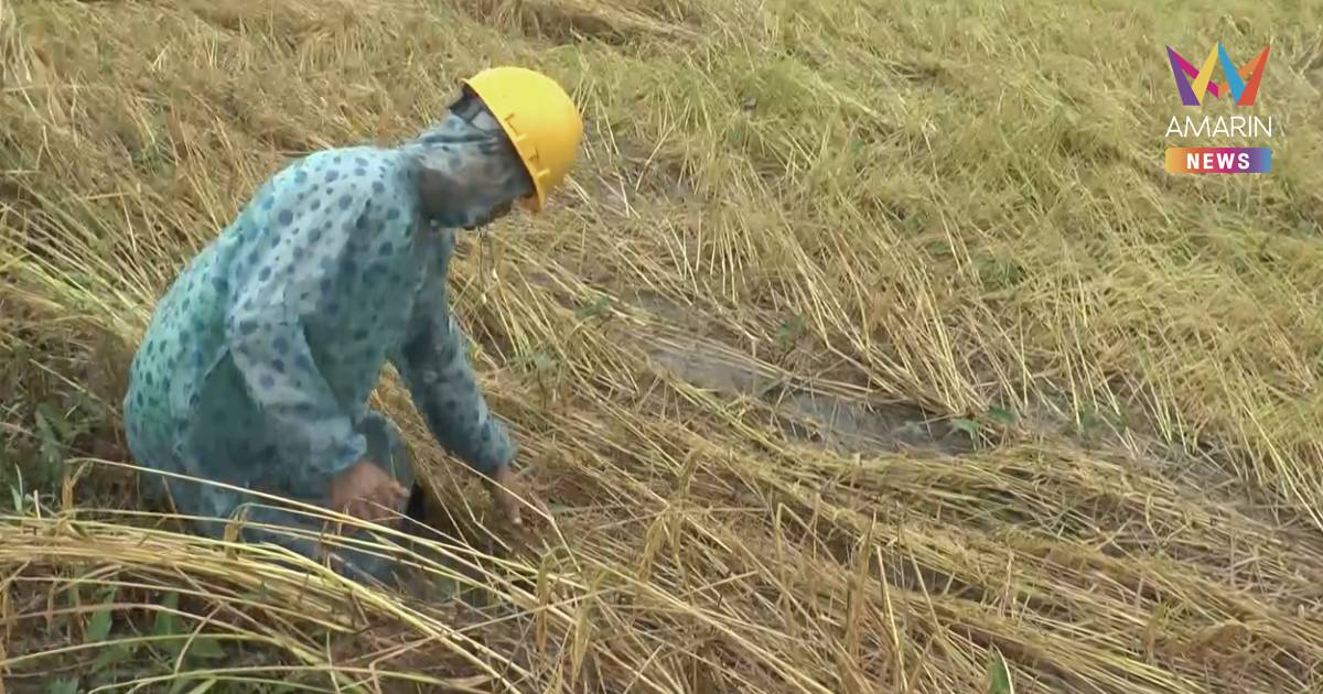 ชาวนาบุรีรัมย์ทุกข์หนัก! พิษพายุ "คัลแมกี" พัดต้นข้าวล้มระนาว