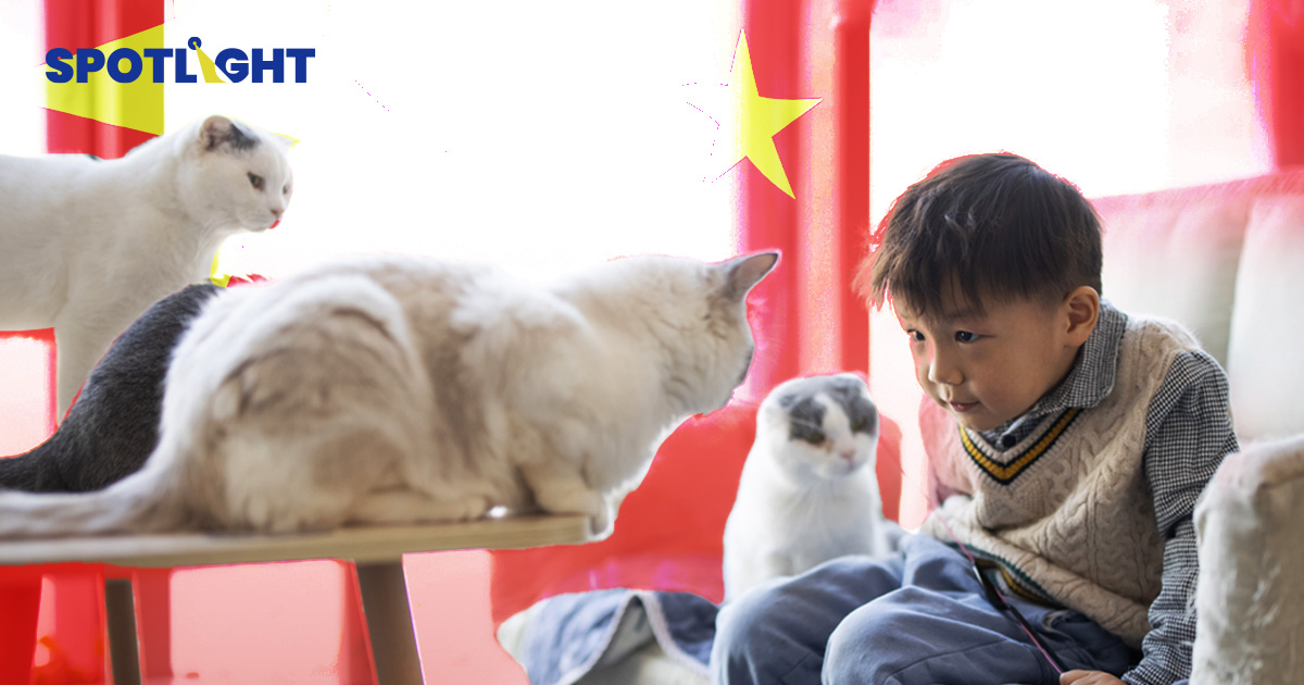 ส่อง ‘เศรษฐกิจแมว’ แดนมังกร มูลค่าตลาดเกือบ 7 แสนล้านบาท