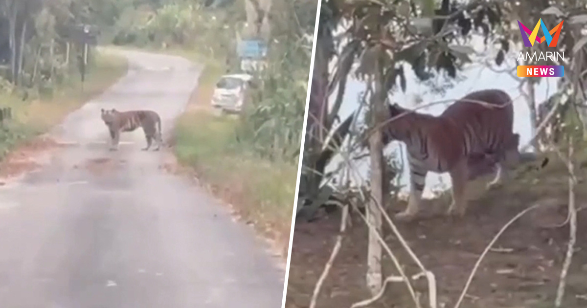ผวาทั้งวังน้ำเขียว! เสือเดินตัดหน้ารถใกล้ ผารักษ์สลัดได