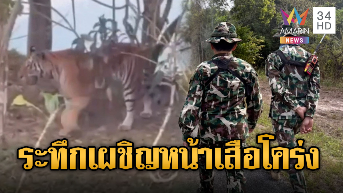  นทท.แตกตื่น! “เสือโคร่ง” โผล่กลางถนนผารักษ์สลัดได