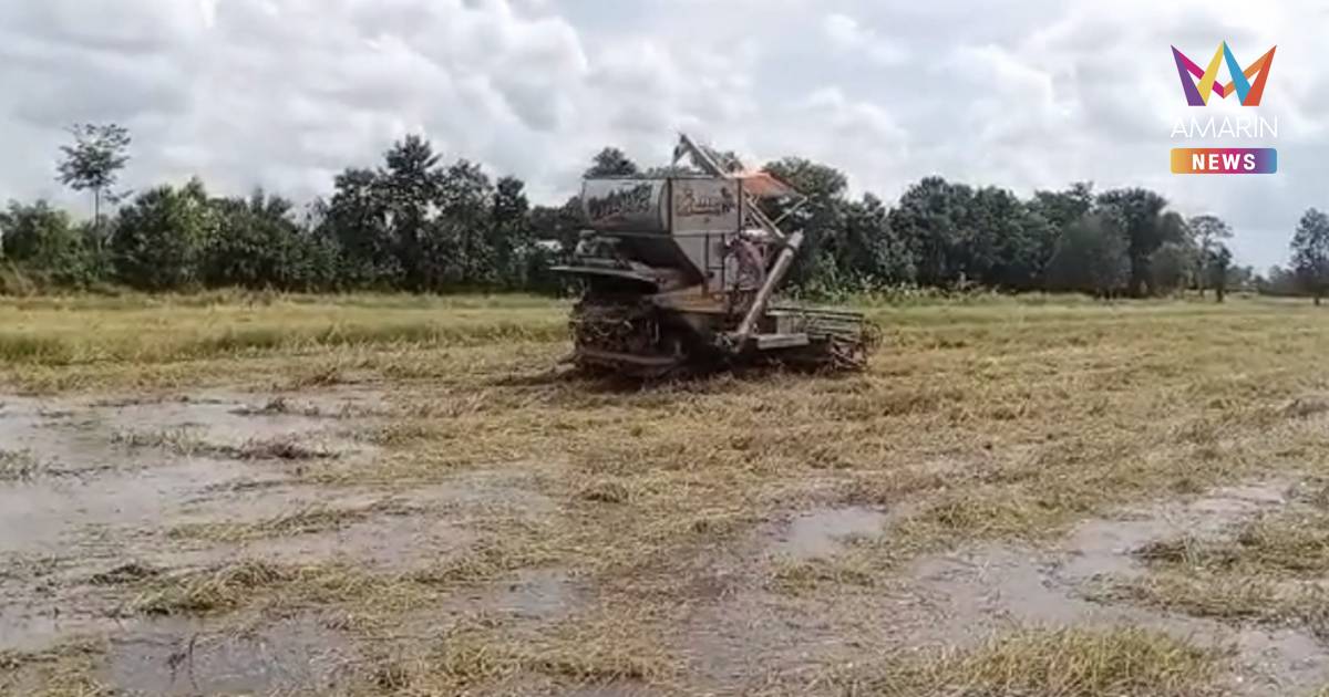 ชาวนาชายแดน วอนทหารอย่าเพิ่งปะทะเขมร รอเกี่ยวข้าวให้เสร็จก่อน