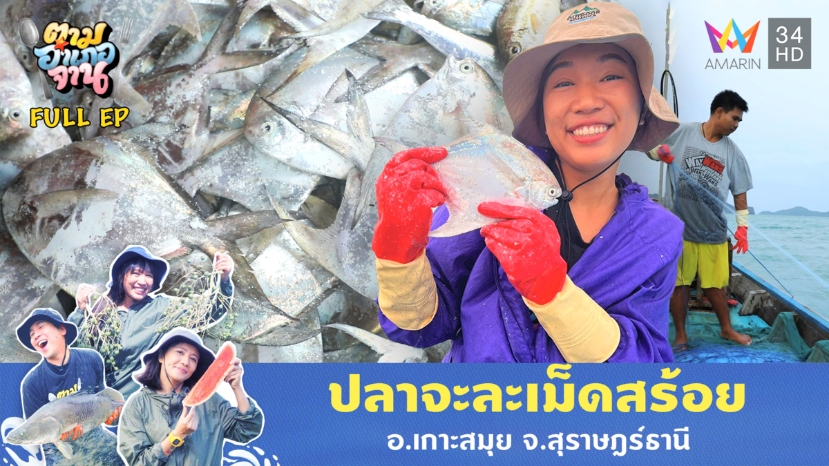 ปลาจะละเม็ดสร้อย อ.เกาะสมุย จ.สุราษฎร์ธานี