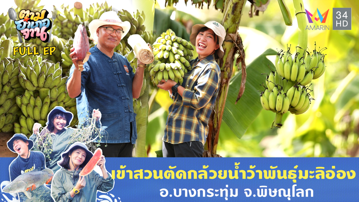 เข้าสวนตัดกล้วยน้ำว้าพันธุ์มะลิอ่อง อ.บางกระทุ่ม จ.พิษณุโลก