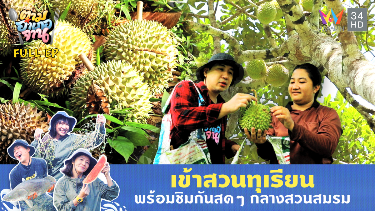 ทุเรียนบ้านหวานฉ่ำ สีสันฤดูผลไม้ อ.ห้วยยอด จ.ตรัง