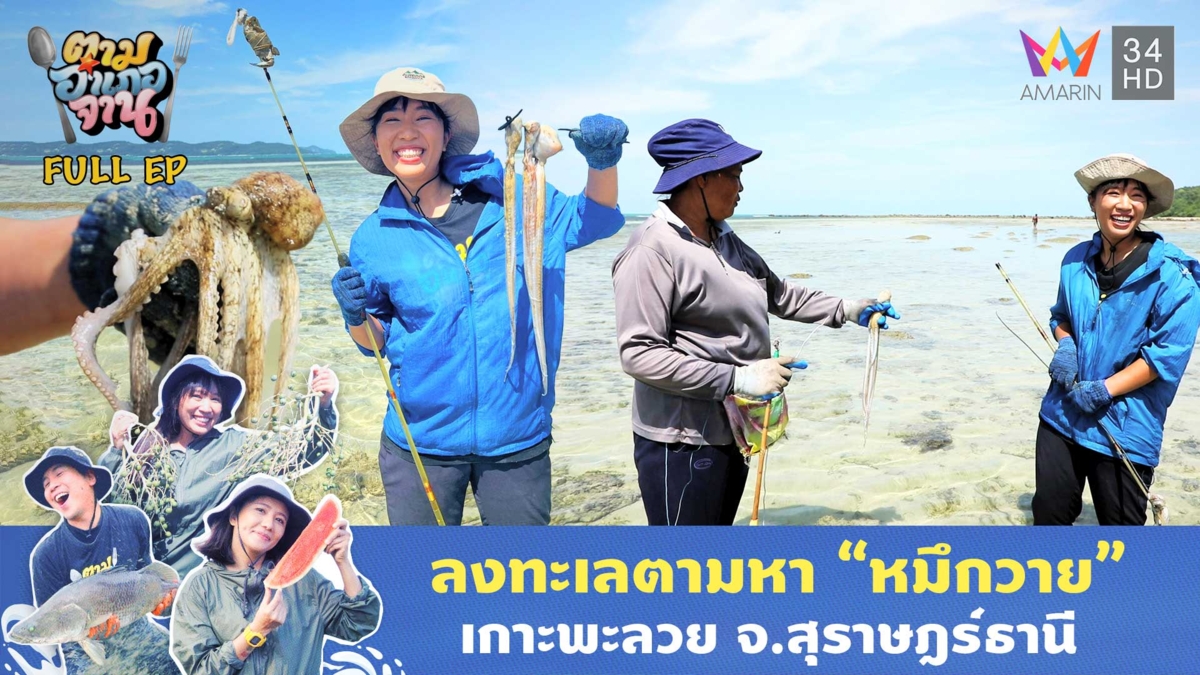 ลงทะเลตามหา "หมึกวาย" เกาะพะลวย จ.สุราษฎร์ธานี