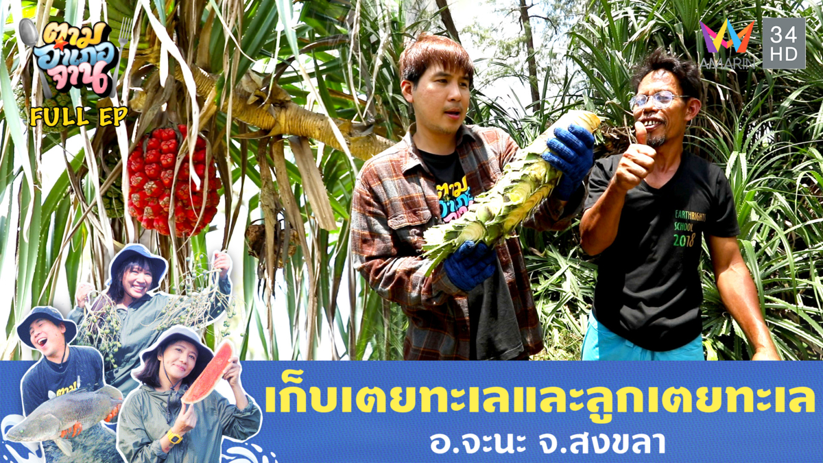 แปลกแต่กินได้ เตยทะเล อ.จะนะ จ.สงขลา