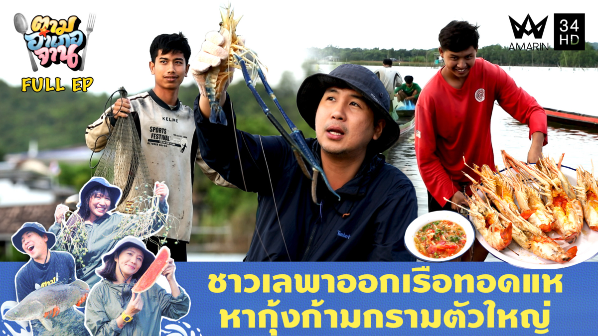 ทอดแหกุ้งก้ามกราม อ.ปากพะยูน จ.พัทลุ