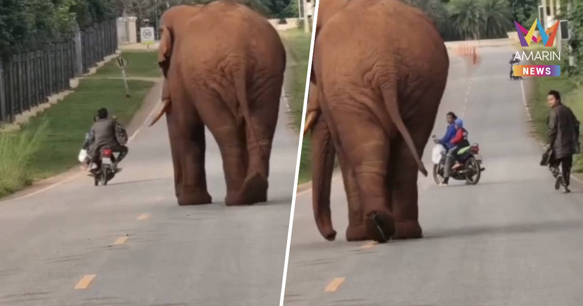 อย่าหาทำ! หนุ่มเดินเข้าไปไหว้ช้างป่ากลางถนน