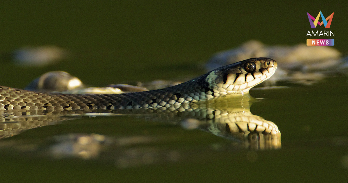 "สัตว์มีพิษ" ที่มากับ "น้ำท่วม" อันตรายกว่าที่คุณคิด-วิธีการปฐมพยาบาล