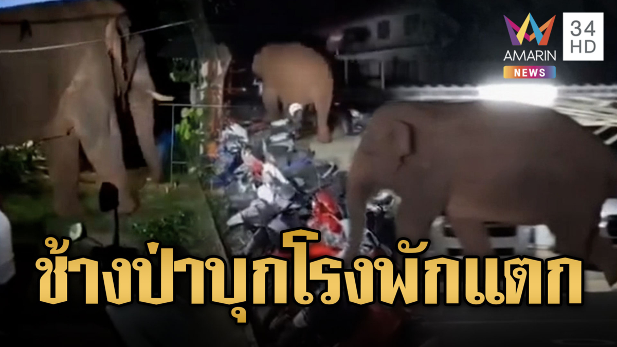 โรงพักแตกของแท้! “เจ้าพลายด้วน” ช้างป่าบุก สภ.หมูสี