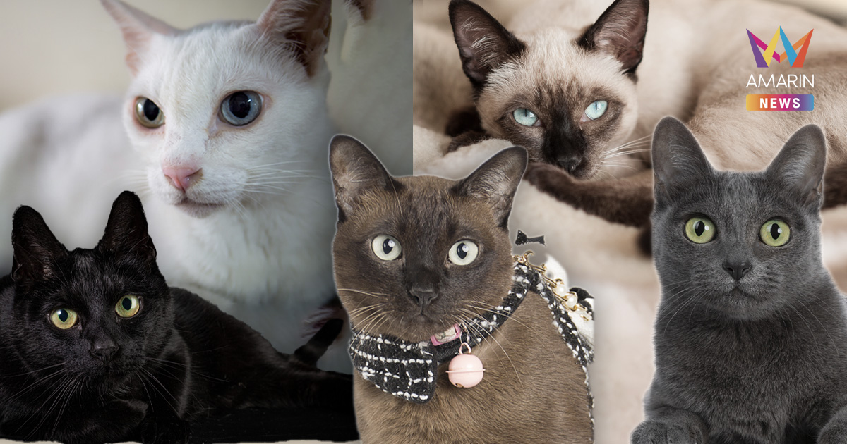 รู้จัก แมวไทย 5 สายพันธุ์ เอกลักษณ์ประจำชาติ กับความเชื่อและวิถีชีวิต