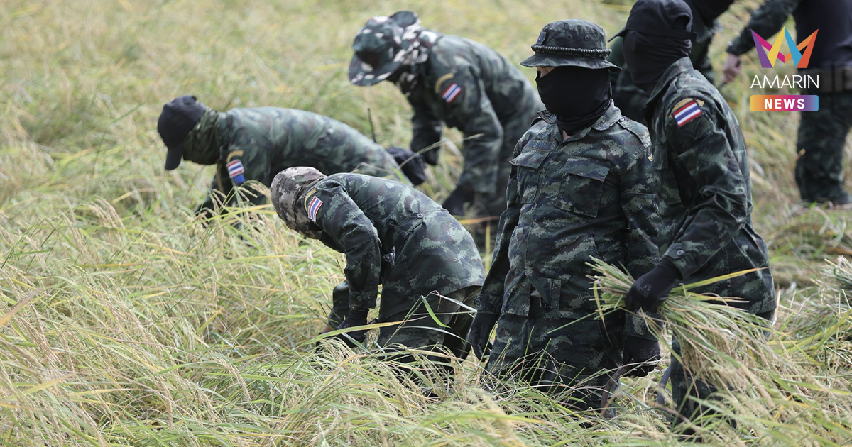 กกล.บูรพา "ลงแขก" ช่วยชาวนาเกี่ยวข้าว พร้อมอาวุธคอยคุ้มกันแนวชายแดน