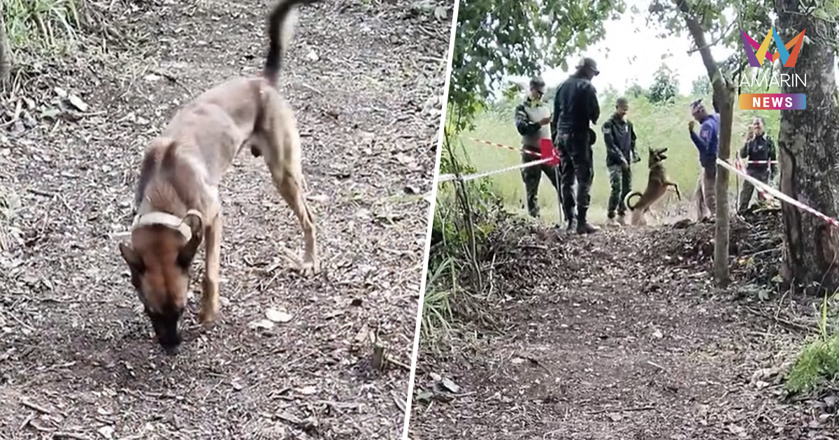 ฮีโร่สี่ขา โลกออนไลน์แห่ชื่นชม "เชดิ๊ก" สุนัขทหารชำนาญลุยกู้ทุ่นระเบิด