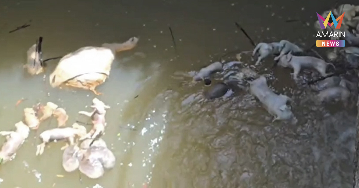 อวสานน้ำประปา! ซากลูกหมูเกือบร้อยตัว ลอยอืดเน่าเหม็น เต็มคลองวังหว้า