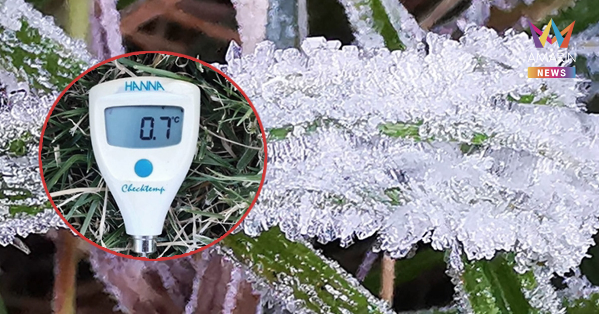 เหมยขาบแรกปี68โผล่แล้ว! บน "ดอยอินทนนท์" อุณหภูมิยอดหญ้า 0.7 องศาฯ