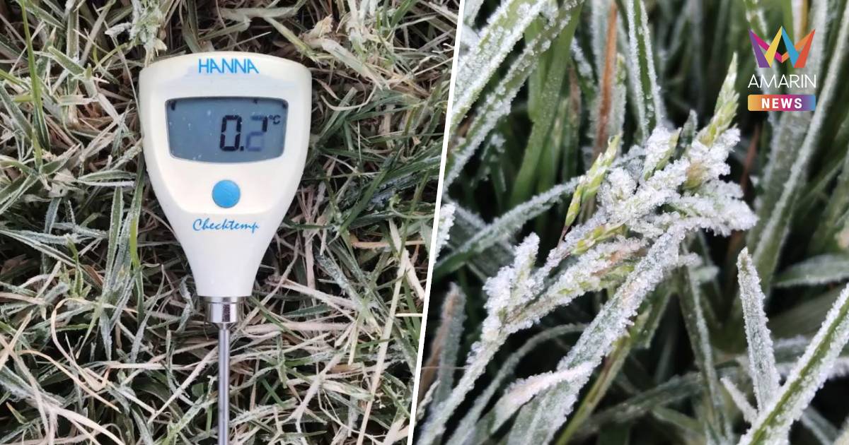 อินทนนท์ไม่แผ่ว! เหมยขาบโผล่วันที่ 2 อุณหภูมิบนยอดหญ้าวัดได้ 0.2 องศาฯ