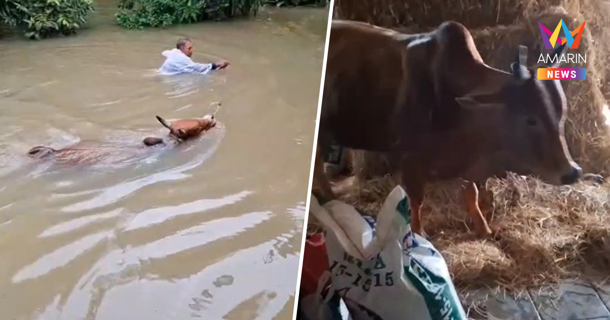 สุดช็อก! น้ำท่วมมิดคอก เกษตรกรอพยพวัว 7 ตัว ขึ้นนอนบนบ้านพัก