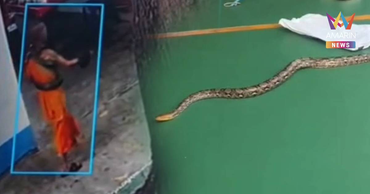 หวิดมรณภาพ งูเหลือมตัวใหญ่กัดรัดพระสงฆ์อายุ 62 ปี หมดสติหงายท้อง