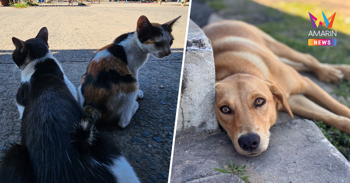 ตลาดชายแดนซบเซาหนัก ไร้คนค้าขาย เหลือเพียงหมาแมวเป็นร้อยตัว