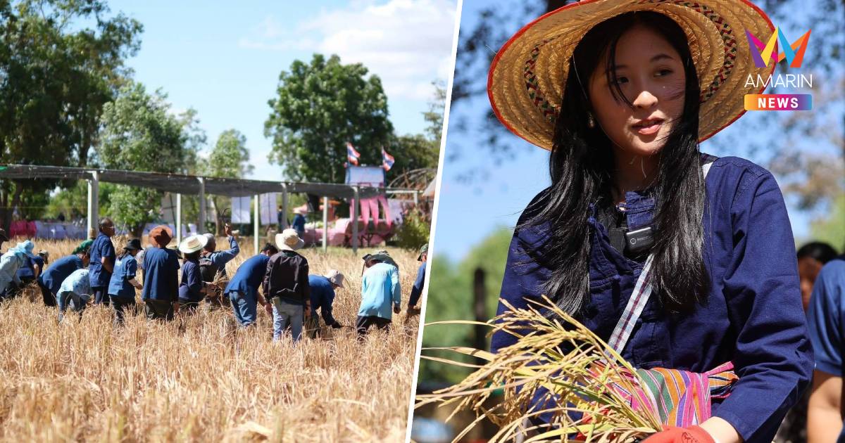 "จินนี่-ชัชวาล" ลุยนาปทุมรัตต์ ร่วมประเพณีลงแขกเกี่ยวข้าว