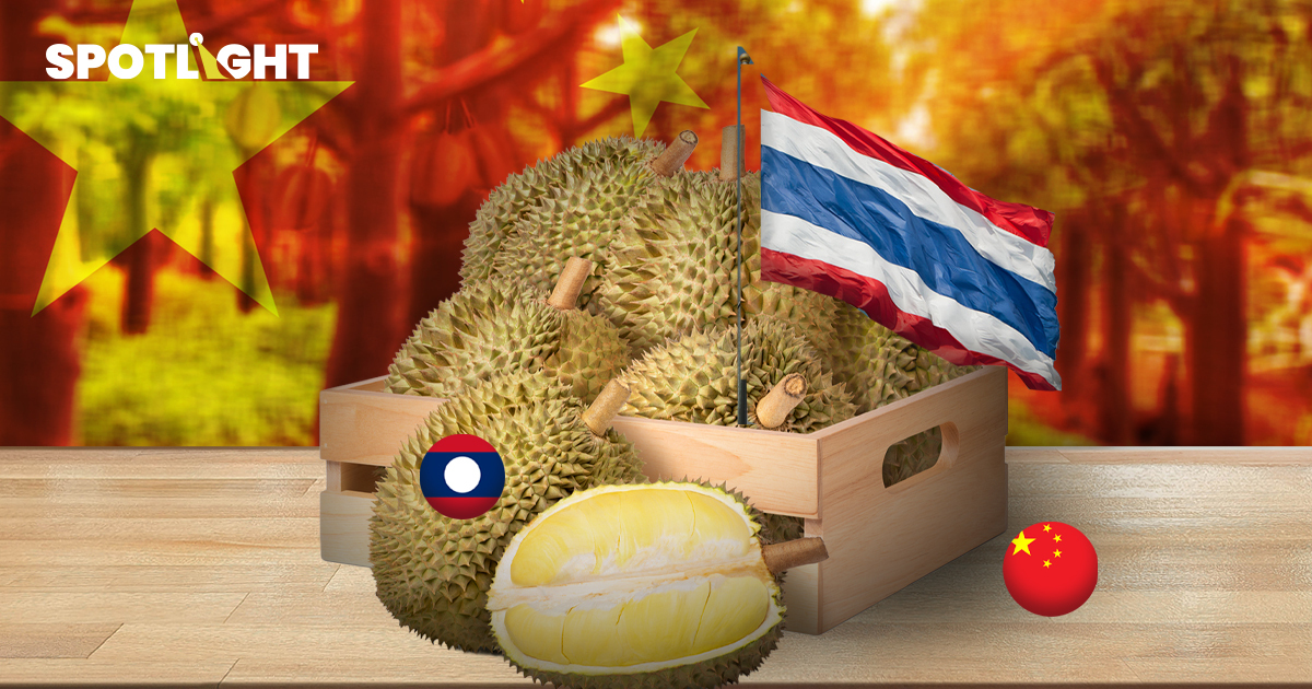 ทุเรียนไทยเตรียมเจอคู่แข่งสำคัญ เมื่อทุเรียนจากลาวส่งเข้าจีนได้แล้ว