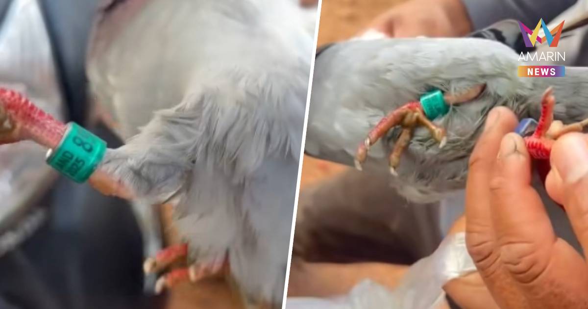 เขมร อ้างจับนกพิราบสายลับของกองทัพไทยได้