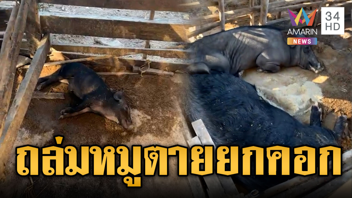 เขมรยิงถล่มไทย หมูตายเกือบยกคอก