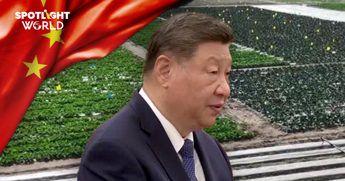 ธัญพืชช่วยชาติ จีนเร่งปลูกหวังชนะเกมสงครามการค้า เป็นมหาอำนาจเกษตรกรรม