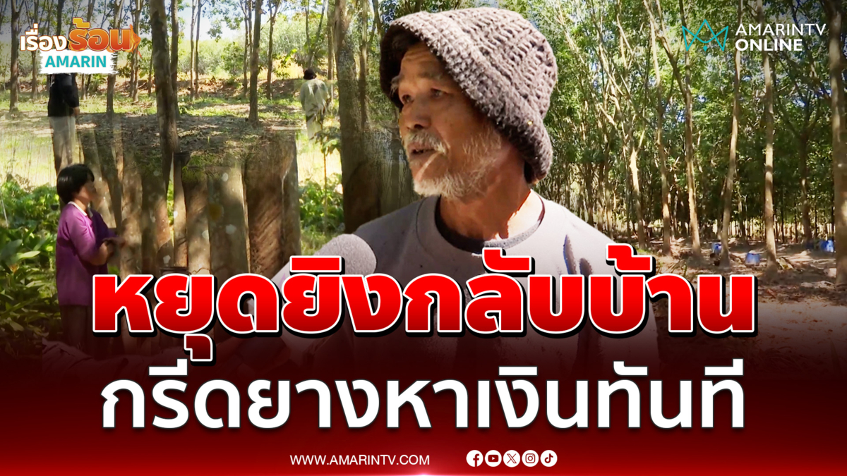 หยุดยิงแล้วชาวบุรีรัมย์กลับเข้าสวนเร่งกรีดยางหาเงินเลี้ยงชีพ 