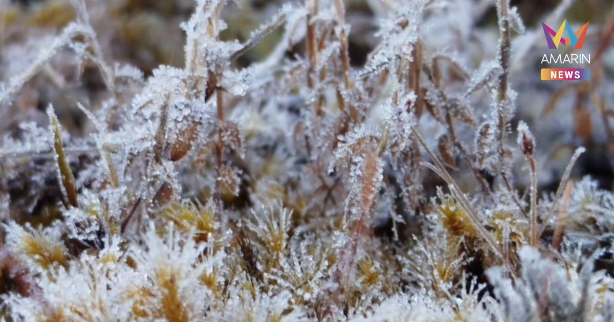 เหมยขาบอินทนนท์ ทุบสถิติต่อเนื่อง 12 วัน ติดต่อกัน หนาวยะเยือก!