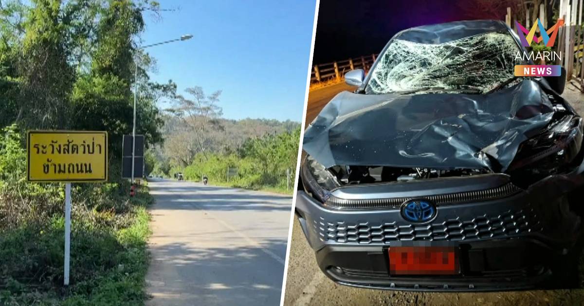 ระทึก! เก๋งป้ายแดงชนกระทิงป่าเขาใหญ่ พังยับ