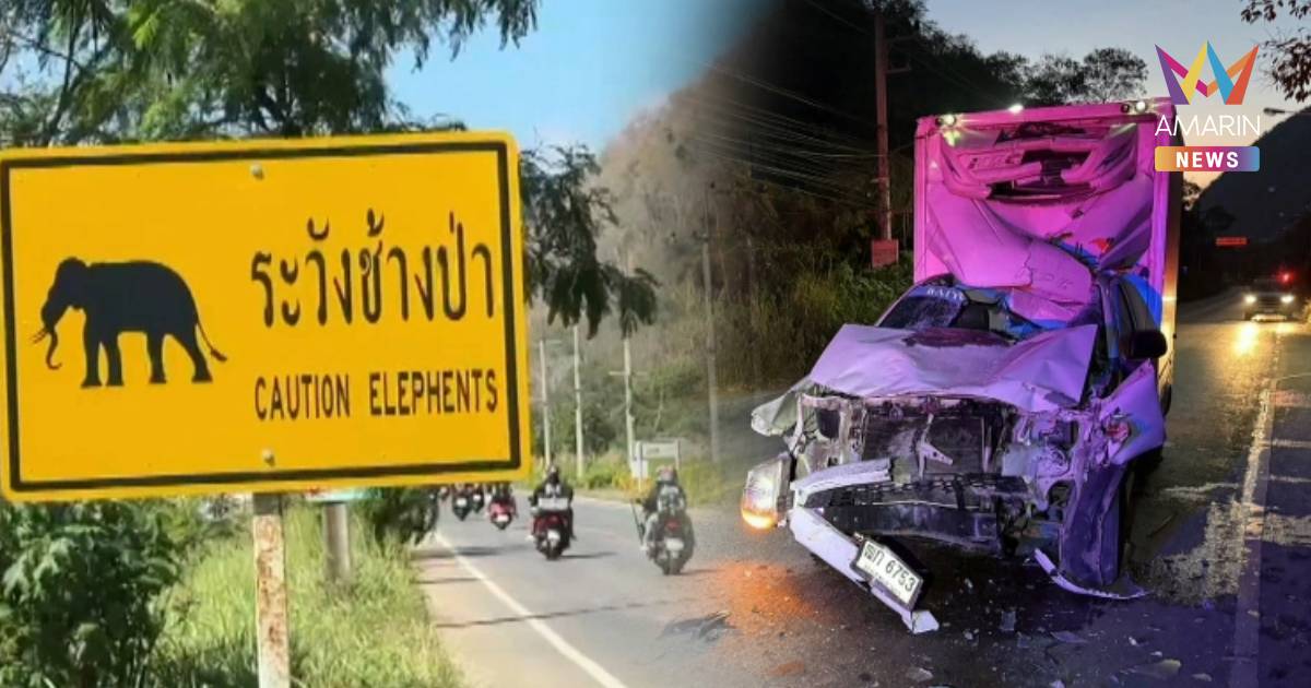 กระบะตู้ทึบชนช้างป่าเขาใหญ่ ผู้ขับขี่บาดเจ็บ ช้างก็เจ็บหนีเข้าป่า