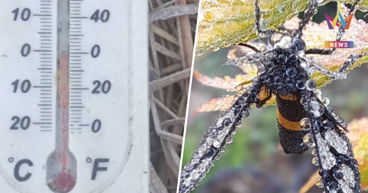 อ.น้ำหนาว จ.เพชรบูรณ์ อุณหภูมิลดฮวบ 0 องศาฯ เกิดแม่คะนิ้งยอดหญ้า