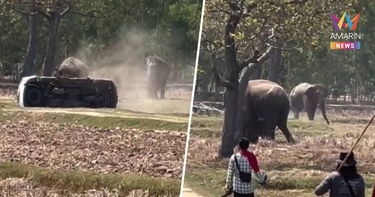 เร่งช้างให้ผสมพันธุ์ โมโหไล่แทงรถ ทำร้ายควาญช้างบาดเจ็บสาหัส