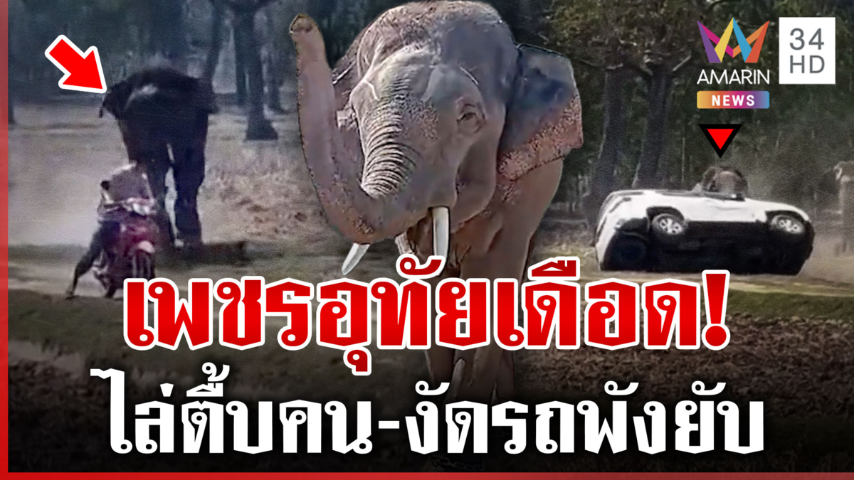 เพชรอุทัยเดือด! ถูกเร่งผสมพันธุ์ ตื้บควาญสาหัส แทงงัดรถพังยับ
