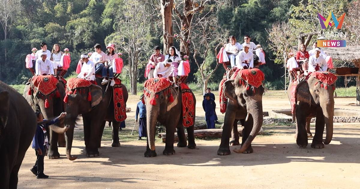 10 คู่รัก ร่วมจดทะเบียนสมรสบนหลังช้าง ในงาน "คชบาลสานรักสมรสเท่าเทียม"