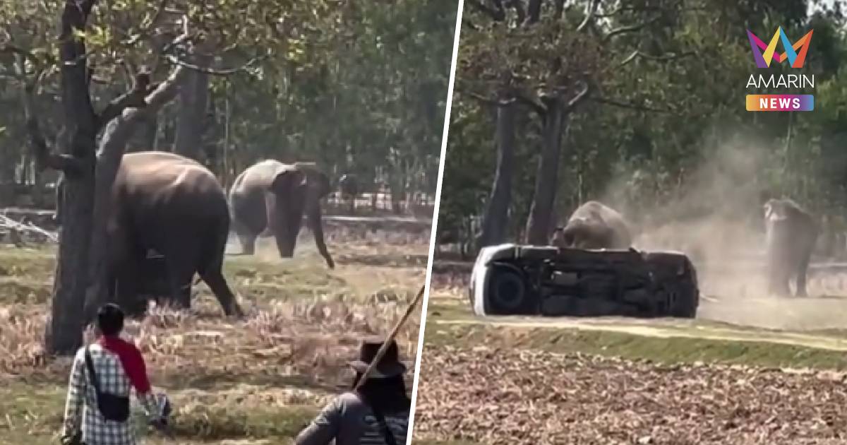 พ่อควาญช้างยันไม่ได้บังคับช้างผสมพันธุ์ ตอนนี้ลูกชายยังไม่รู้สึกตัว