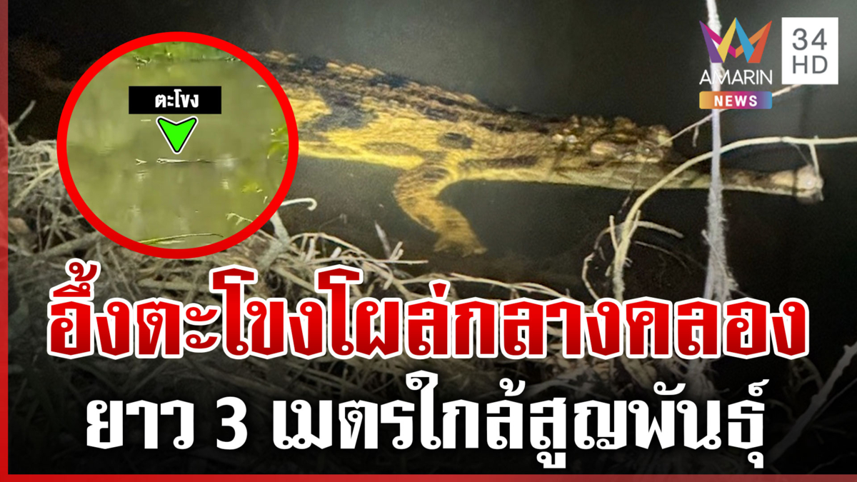 ตะลึงเจอ “ตะโขง” โผล่กลางคลองที่นราธิวาส เชื่อมีไม่น้อยกว่า 2 ตัว