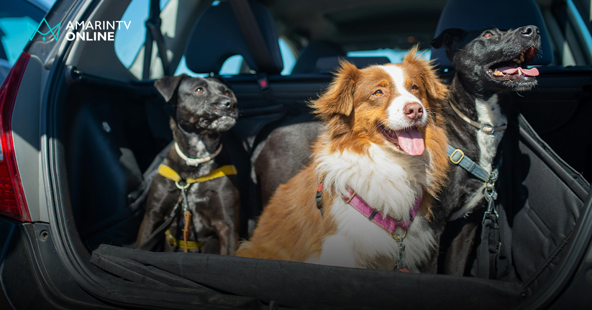 พานายท่านเที่ยวแบบแฮปปี้! เคล็ดลับจัดระเบียบสัตว์เลี้ยงเมื่อพาขึ้นรถ