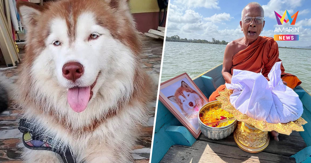 รวบแล้ว! มือเผา "มอลลี่" สุนัขไซบีเรียน รอฟังรายละเอียดจาก ตร.สงขลา
