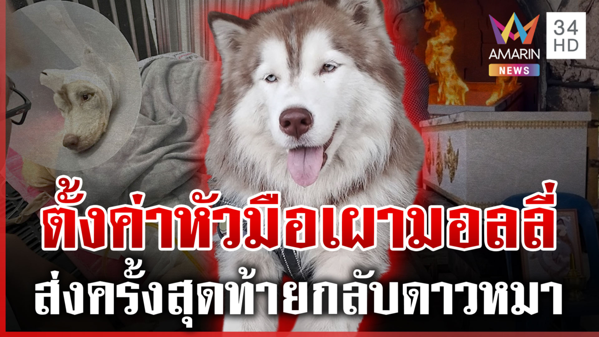 ส่ง "มอลลี่" กลับดาวหมา คนรักตั้งค่าหัวล่าก๊วนมือเผา