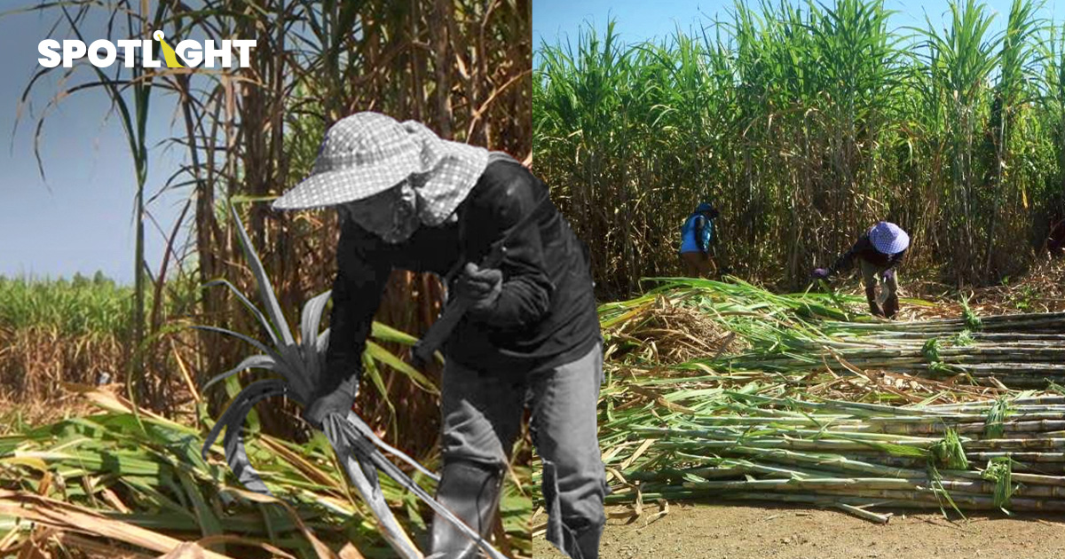 วิกฤตไร่อ้อย ขาดแรงงาน ตัดอ้อยไม่ทัน เสียหายทะลุ 3 พันล้านบาท